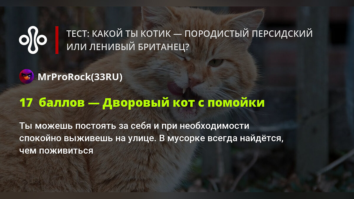 Тест: какой ты котик — породистый персидский или ленивый британец?