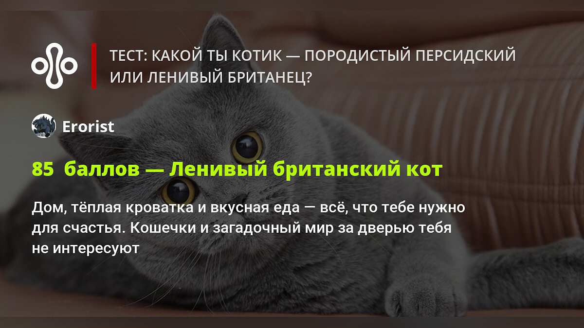 Тест: какой ты котик — породистый персидский или ленивый британец?