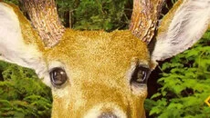 Redneck Deer Huntin' - дата выхода для DOS