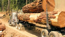 Woodcutter Simulator 2013 - дата выхода