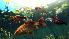 My Koi - дата выхода