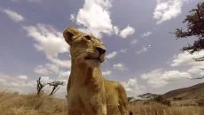 Virry VR: Feel the Wild