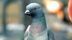 Pigeon Simulator - дата выхода для Windows 3.x