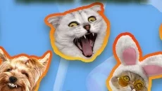 Candy Cat - дата выхода