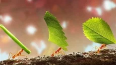 The Ants: Underground Kingdom - дата выхода для Android
