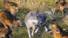Wild Wolf Game - игра в жанре Открытый мир