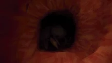 DON'T SCREAM похожа на DON'T SCREAM