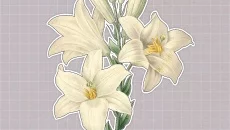 Plants Huddled Together - дата выхода для Windows 3.x