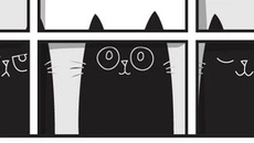 Apartment Filled With Cats