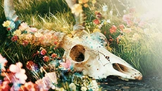 The Fading of Nicole Wilson - дата выхода
