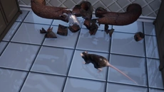 Rat Royal - игра в жанре Онлайн