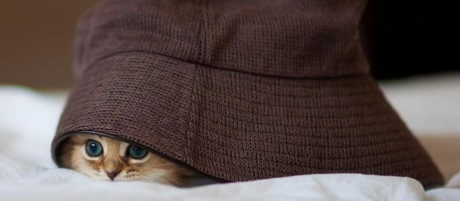 Тест: а ты любишь подглядывать? Сейчас узнаем!